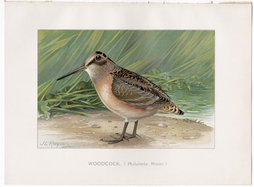 WOODCOCK lithograph from 1897